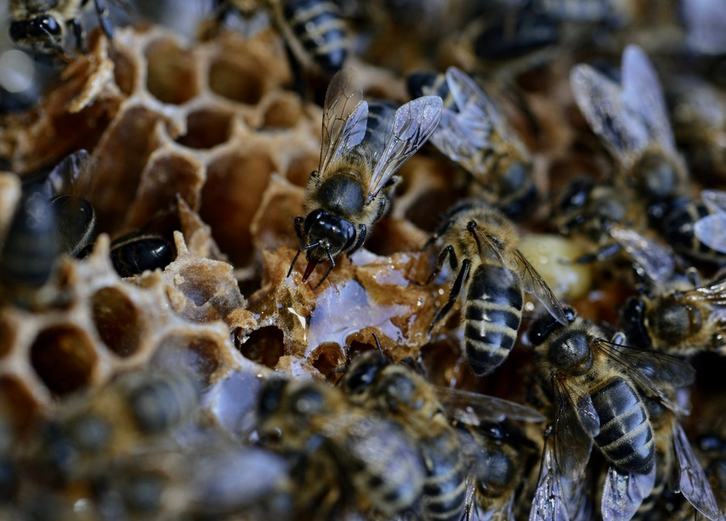 Earth Day : Et si la solution était de fleurir nos villes ?