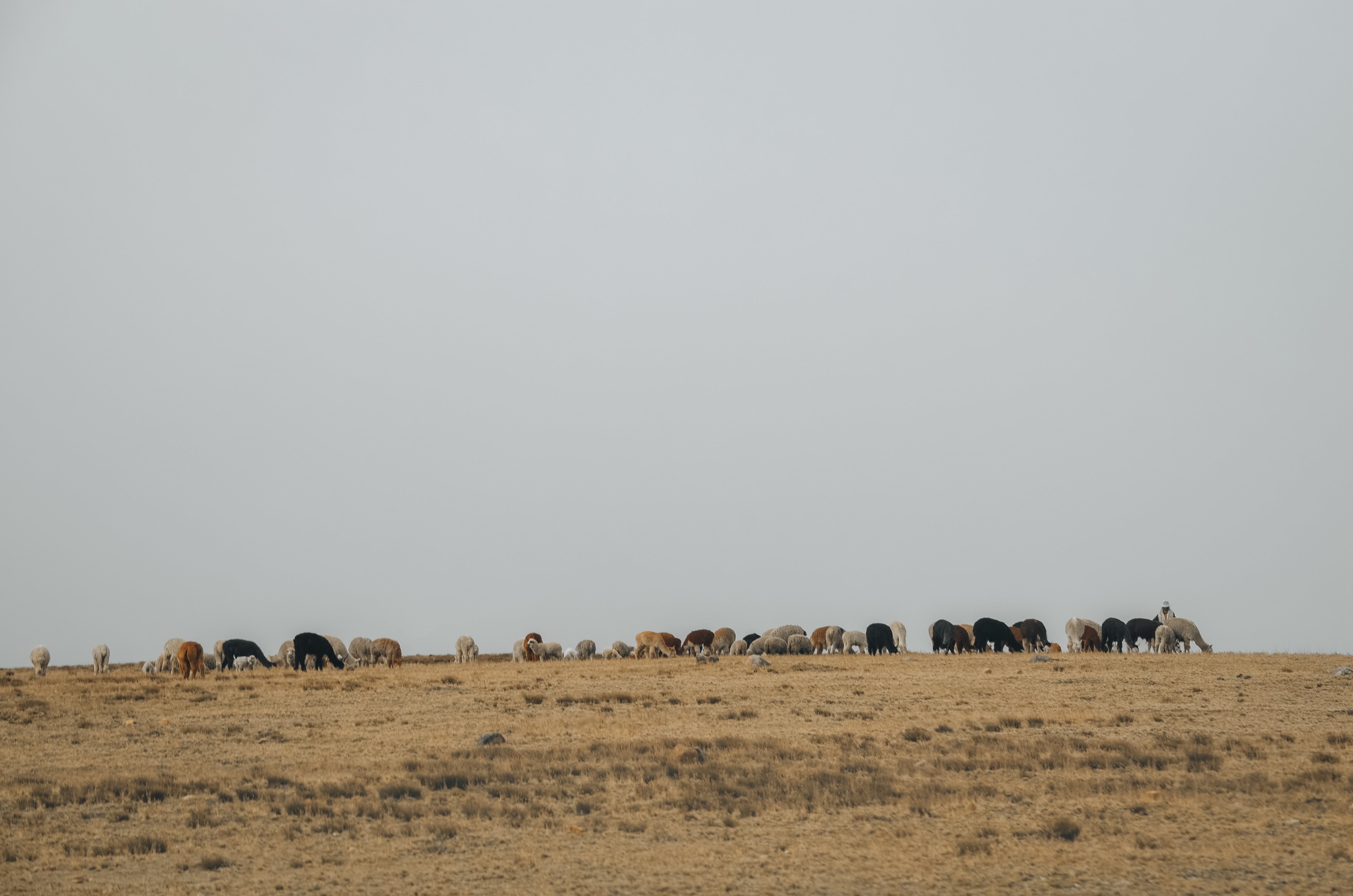 un berger solitaire dans l’Altiplano bolivien entouré de lamas sous un ciel vaste et lumineux — une scène de calme, de lien ancestral et de beauté intemporelle.
